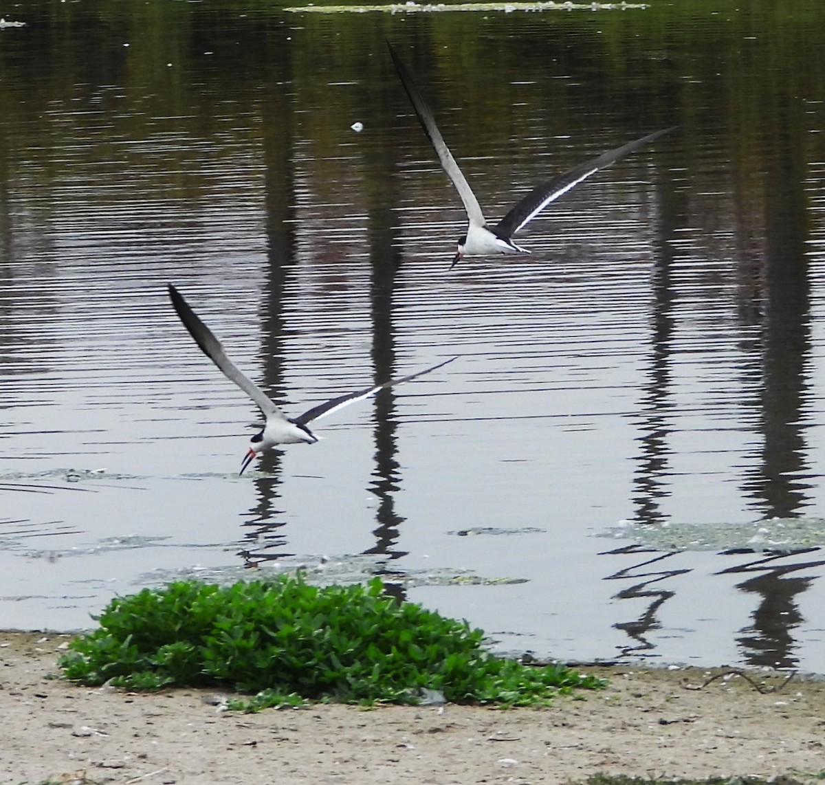 Black Skimmer - ML642402702