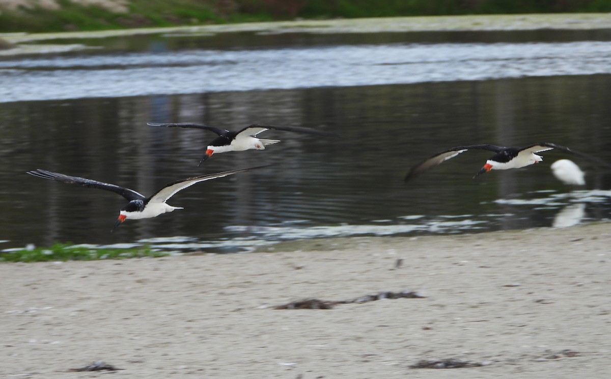 Black Skimmer - ML642402703