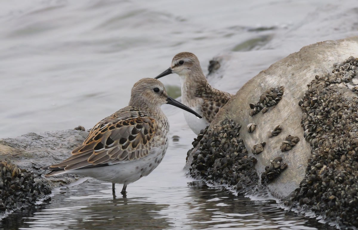 Dunlin - ML642402717