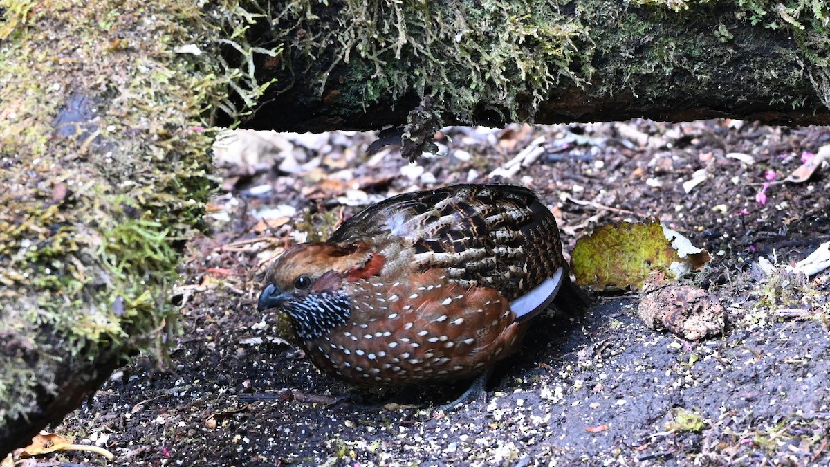 Spotted Wood-Quail - ML642402720