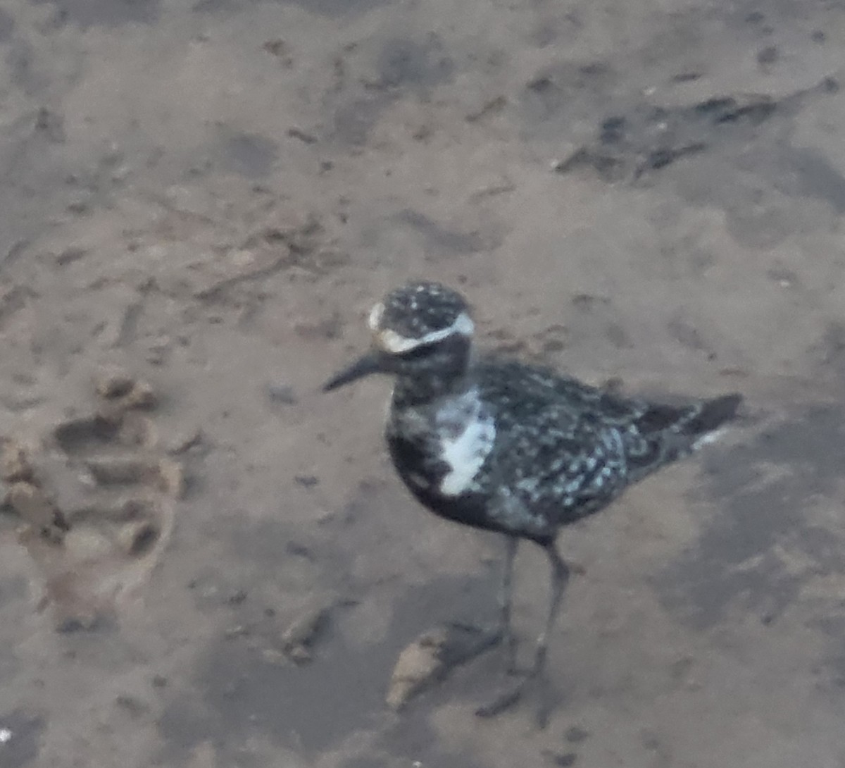 American Golden-Plover - ML642402728