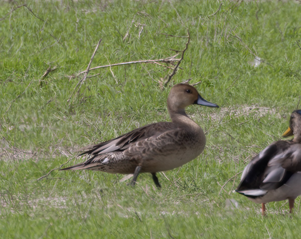 Northern Pintail - ML642402729