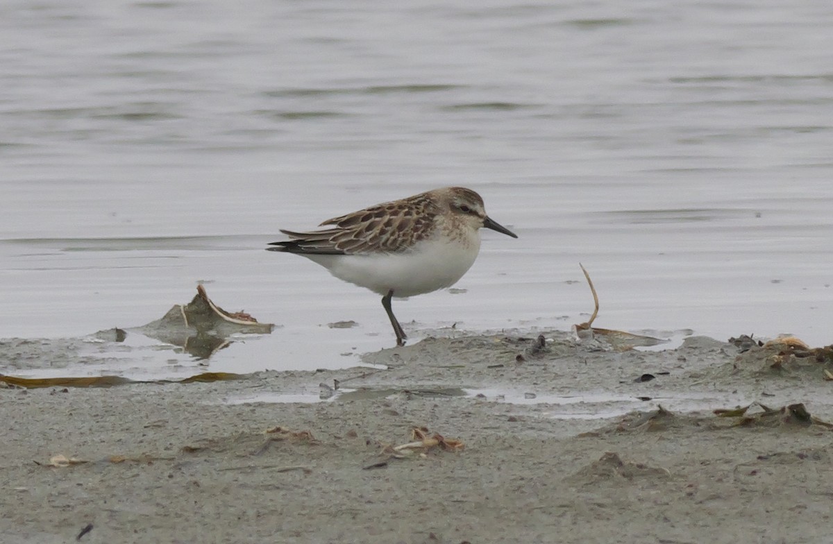 Semipalmated Sandpiper - ML642402730