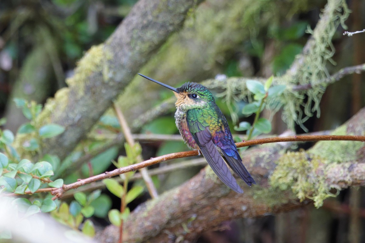 Blue-throated Starfrontlet - ML642402740