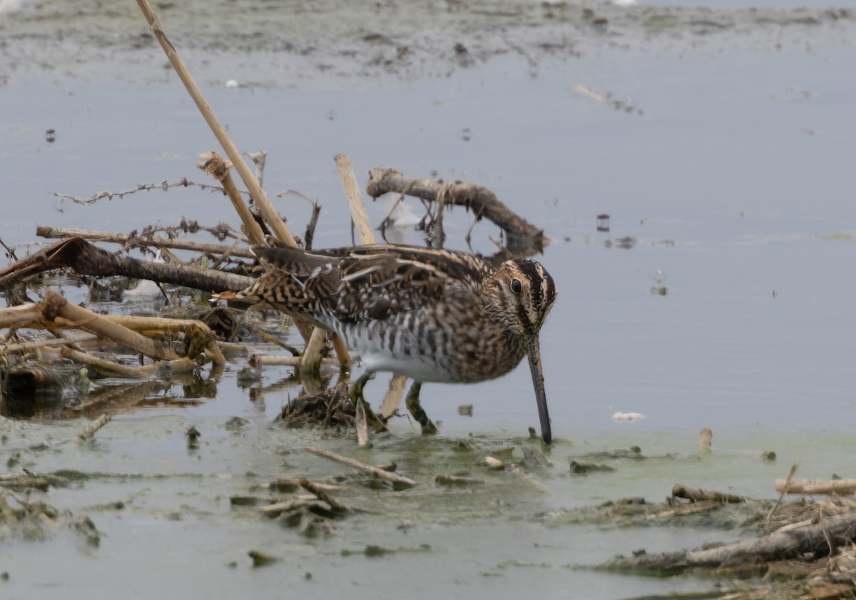 Wilson's Snipe - ML642402762