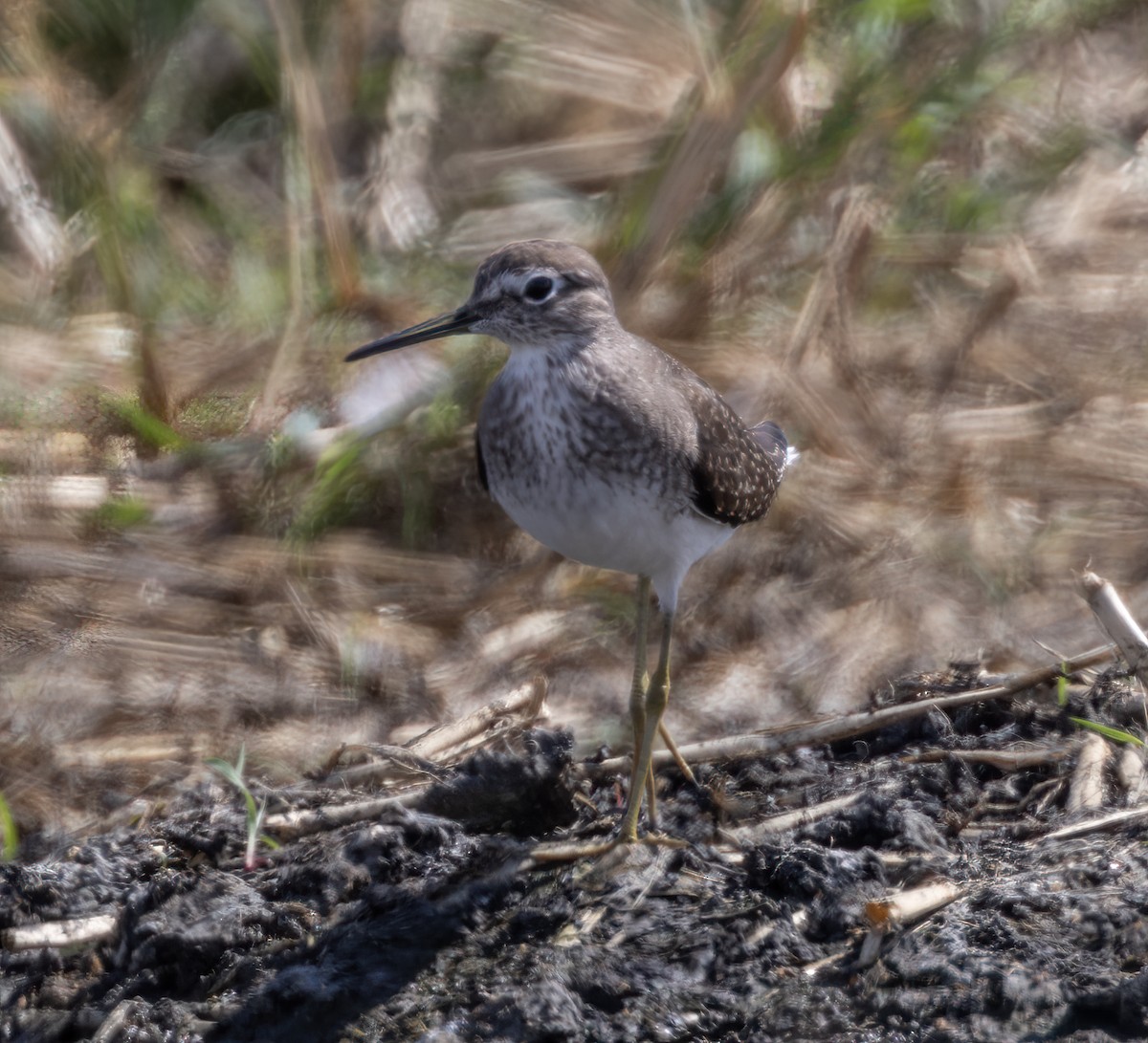 Solitary Sandpiper - ML642402779