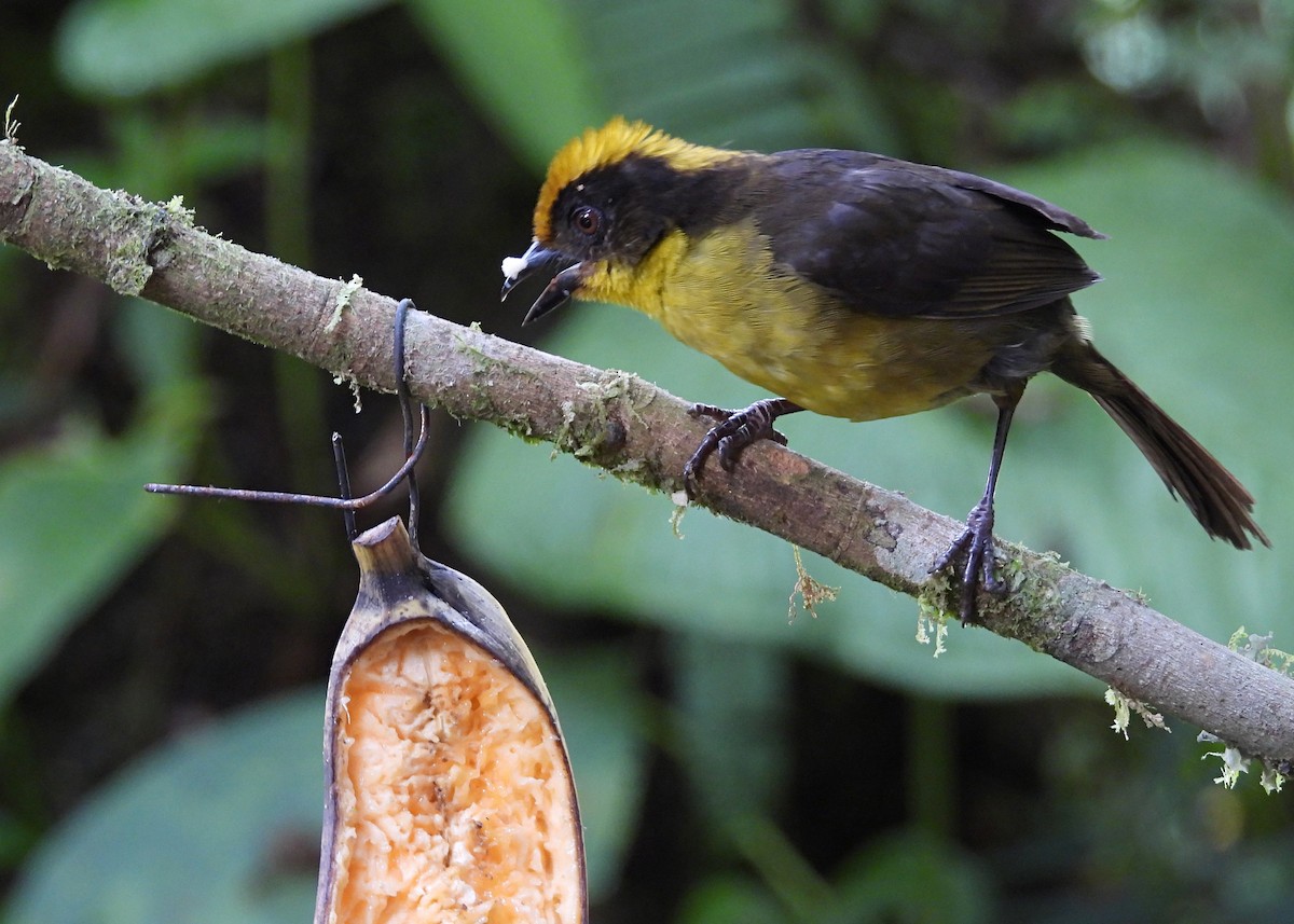 Choco Brushfinch - ML642402782