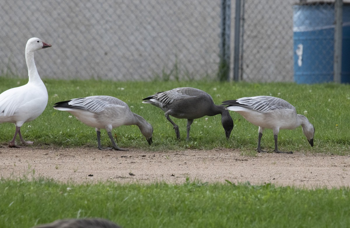 Snow Goose - ML642402793