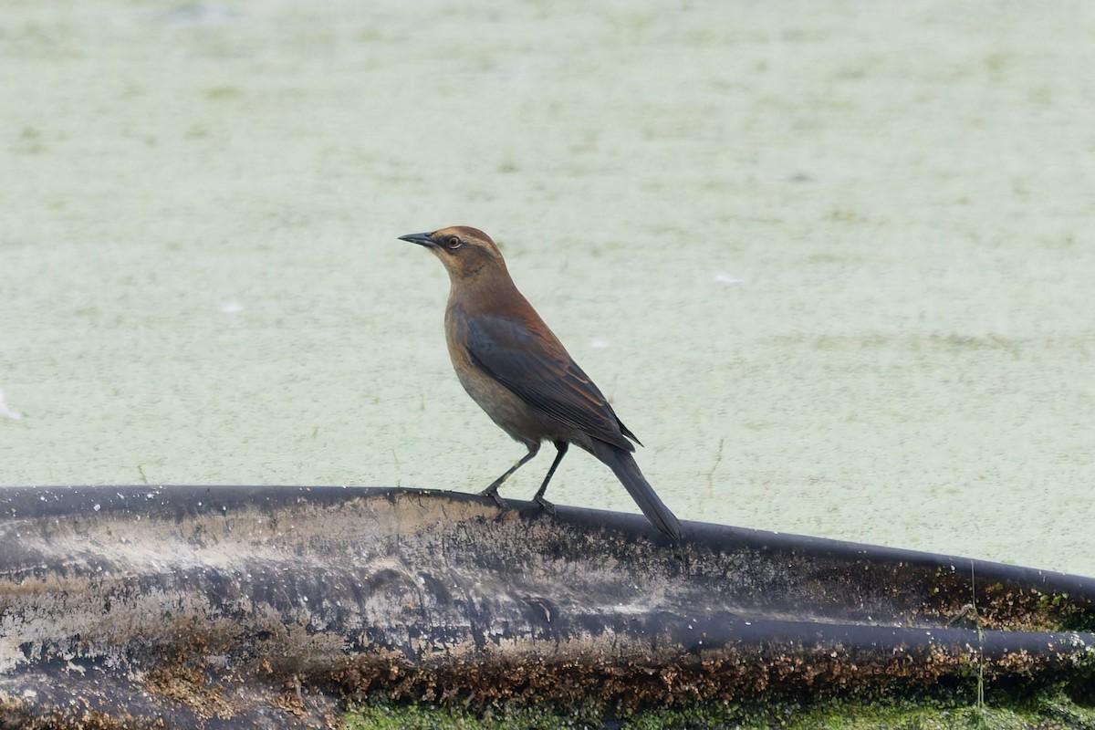 Rusty Blackbird - ML642402797