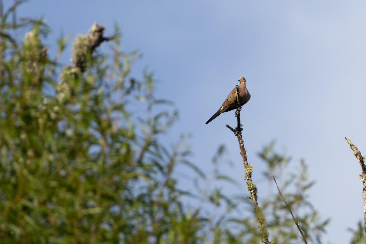 Mourning Dove - ML642402807
