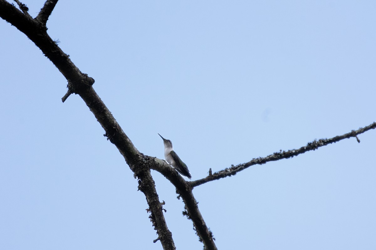 Ruby-throated Hummingbird - ML642402813