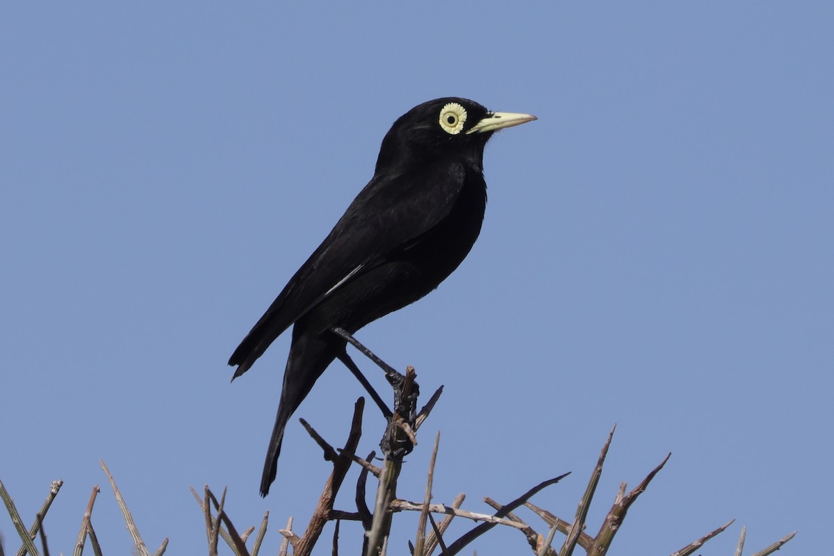 Spectacled Tyrant - ML642402819