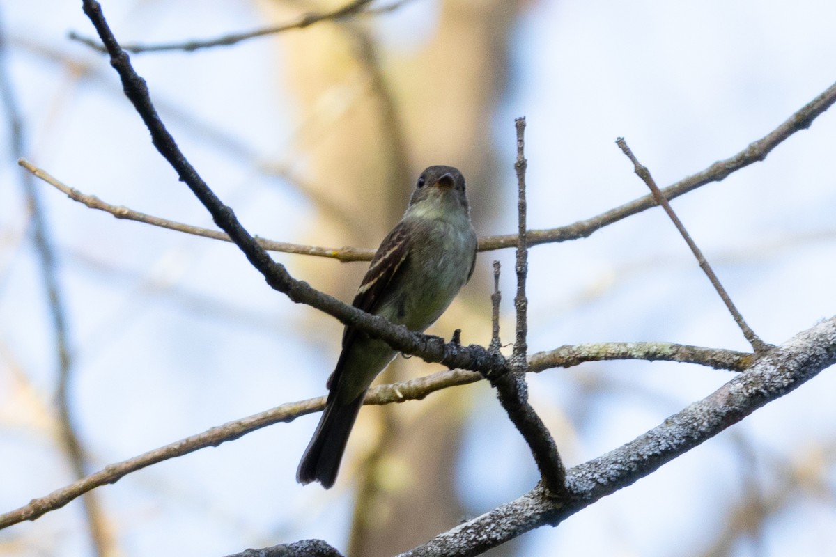 Eastern Wood-Pewee - ML642402830