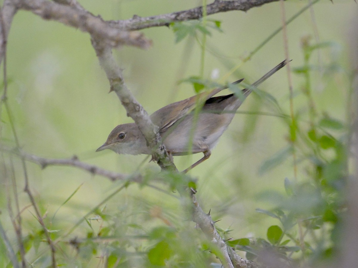 Greater Whitethroat - ML642402833