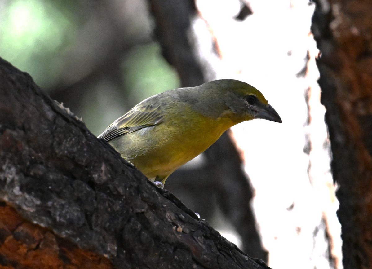 Hepatic Tanager - ML642402838