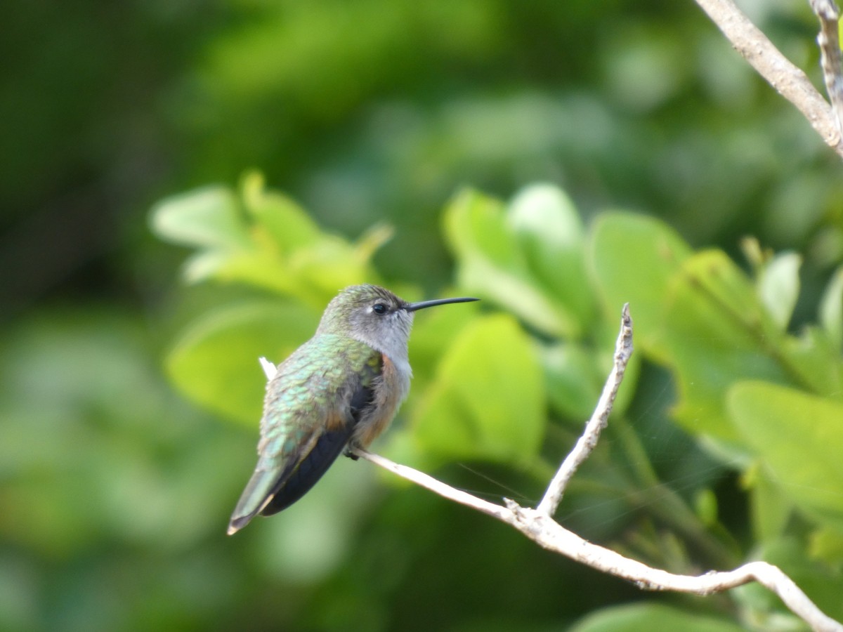 bahamaskolibri - ML642402839