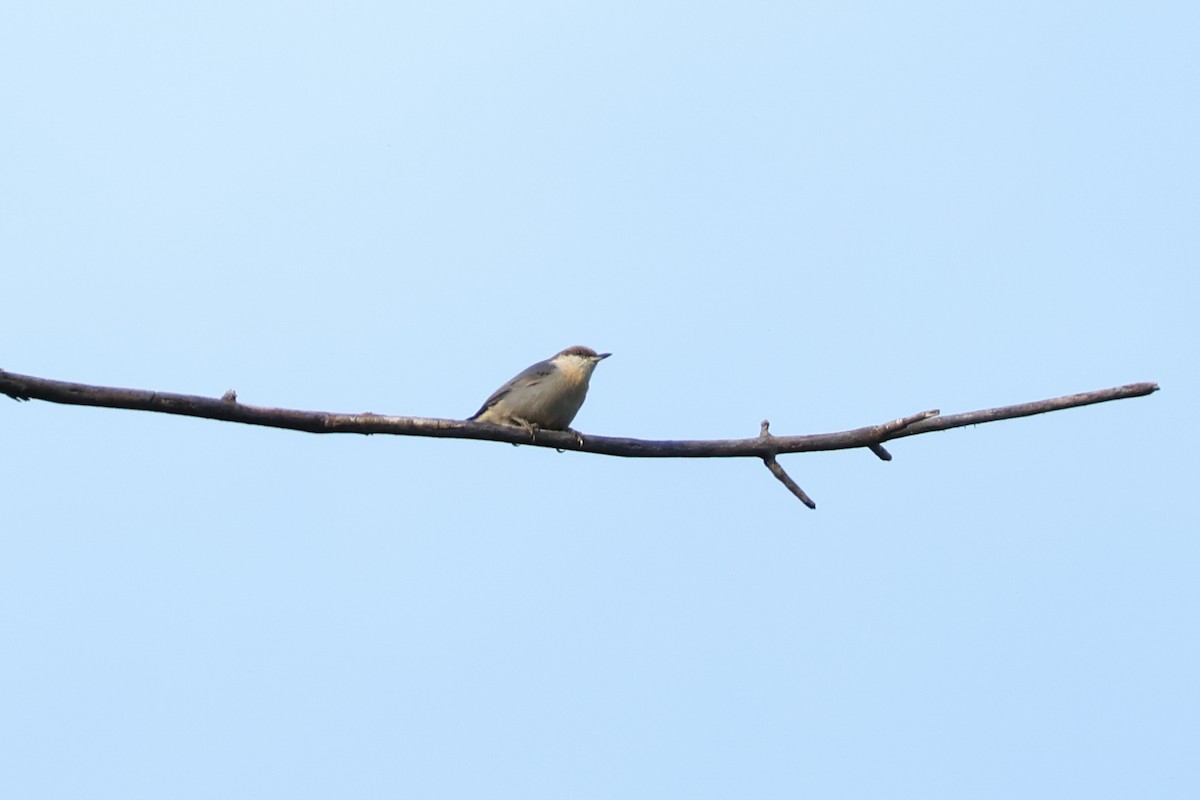 Brown-headed Nuthatch - ML642402842