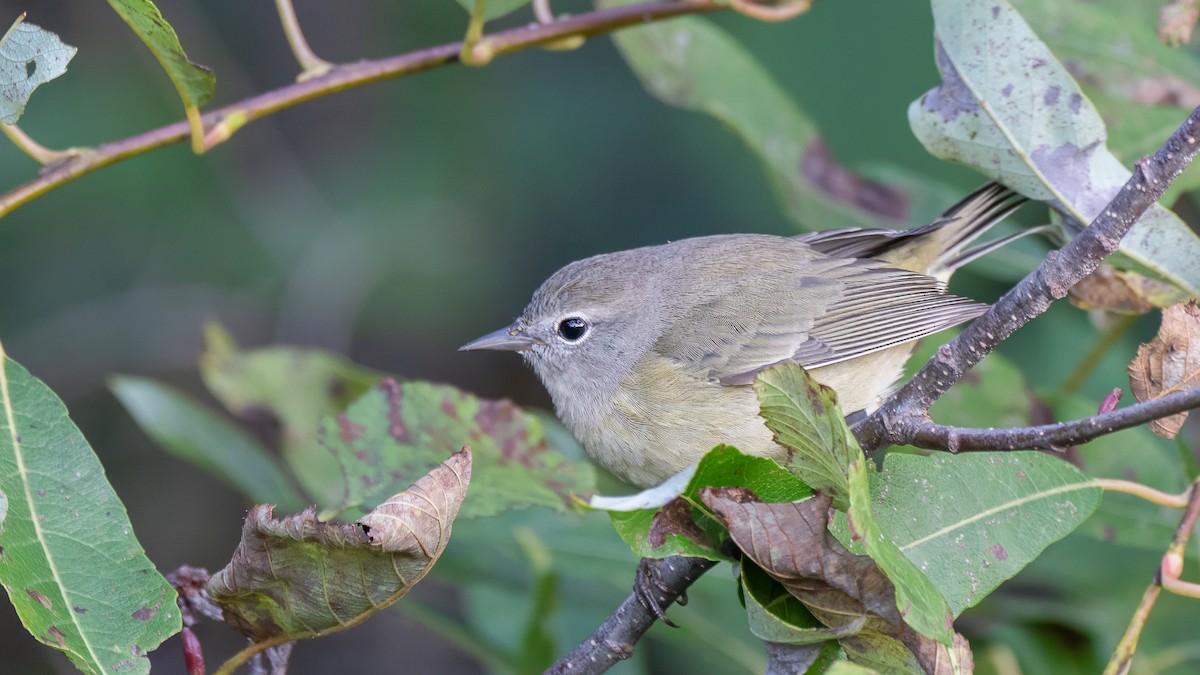 oransjekroneparula - ML642402851