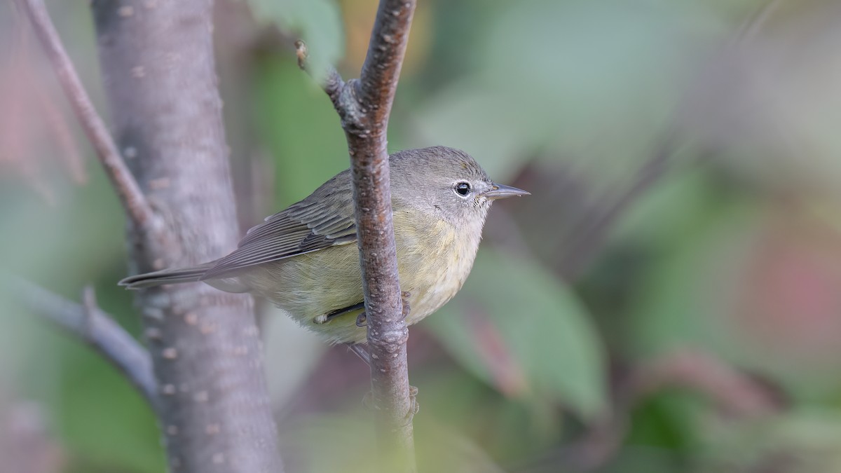 oransjekroneparula - ML642402852