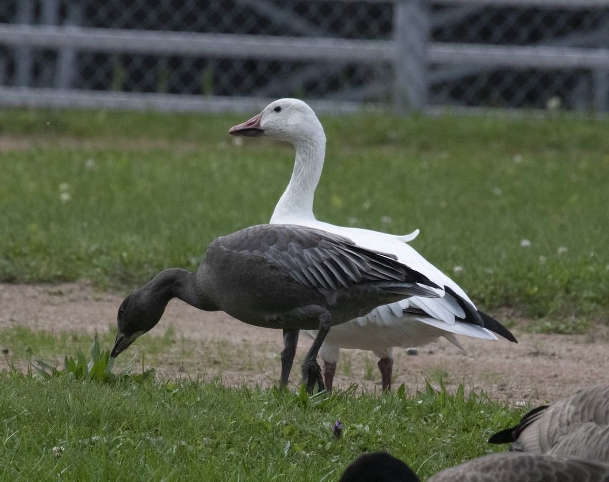 Snow Goose - ML642402855