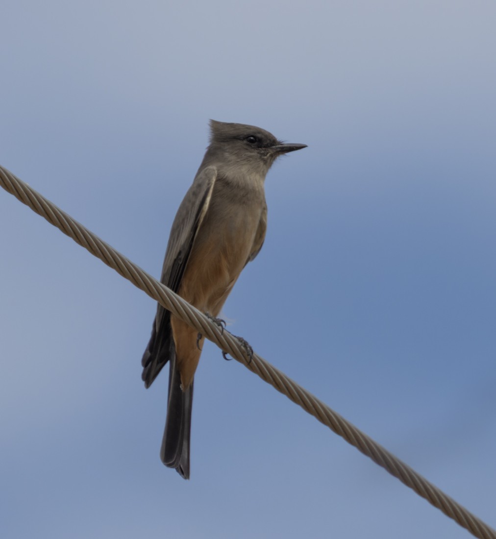 Say's Phoebe - ML642402858