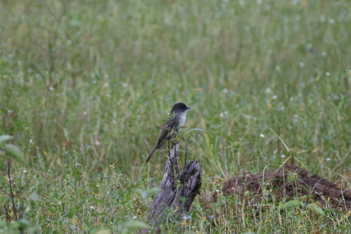 Eastern Phoebe - ML642402873
