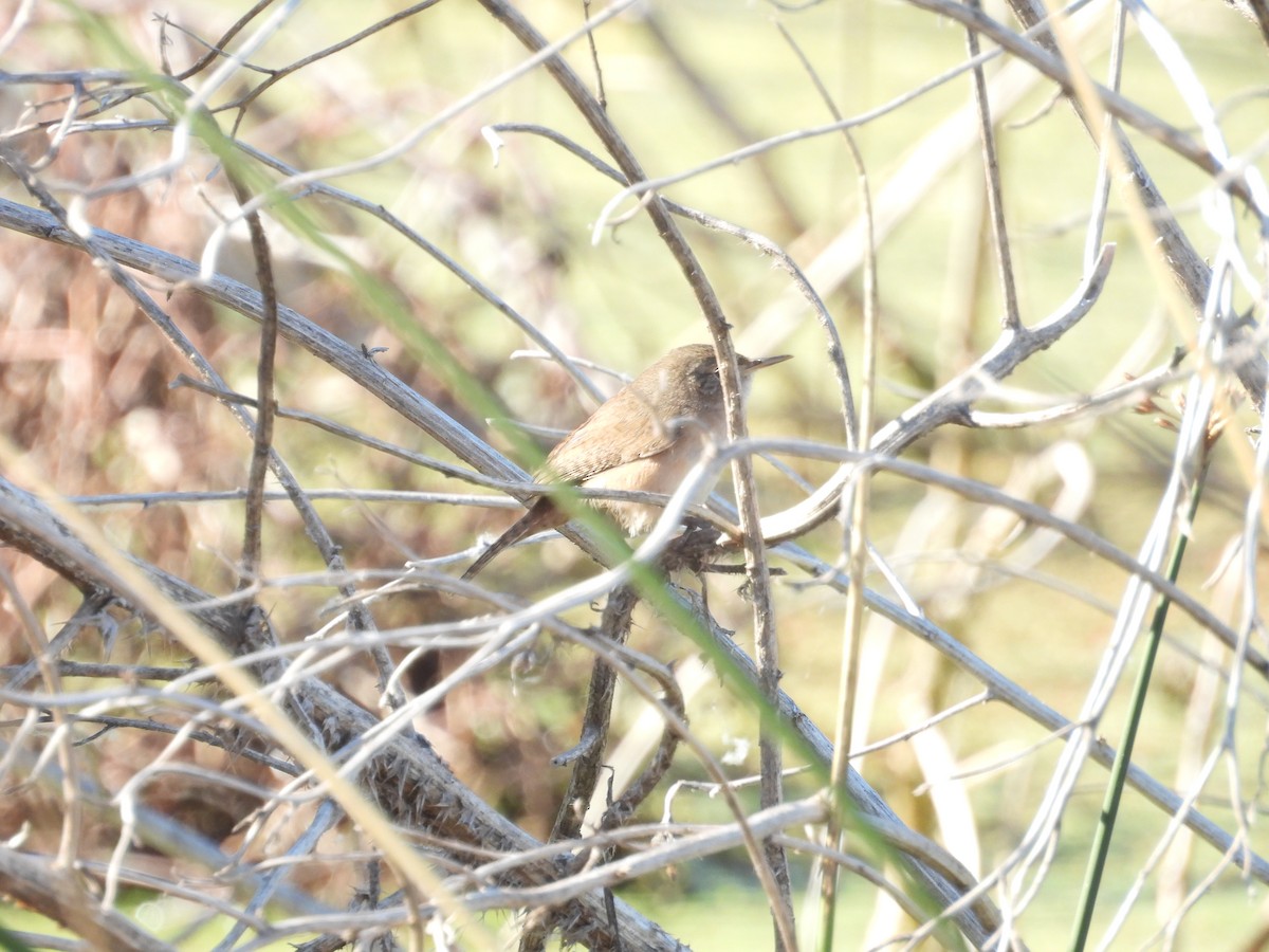 Southern House Wren - ML642402927