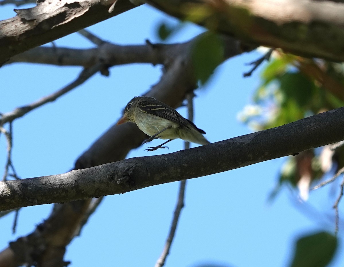 Western Flycatcher - ML642402950