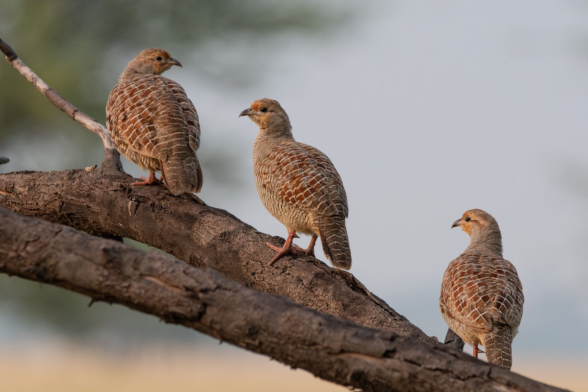 Gray Francolin - ML642403023