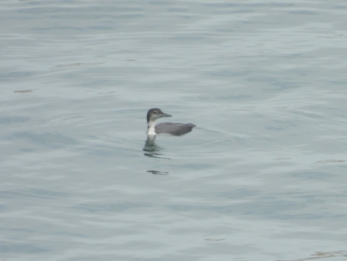 Common Loon - ML642403049