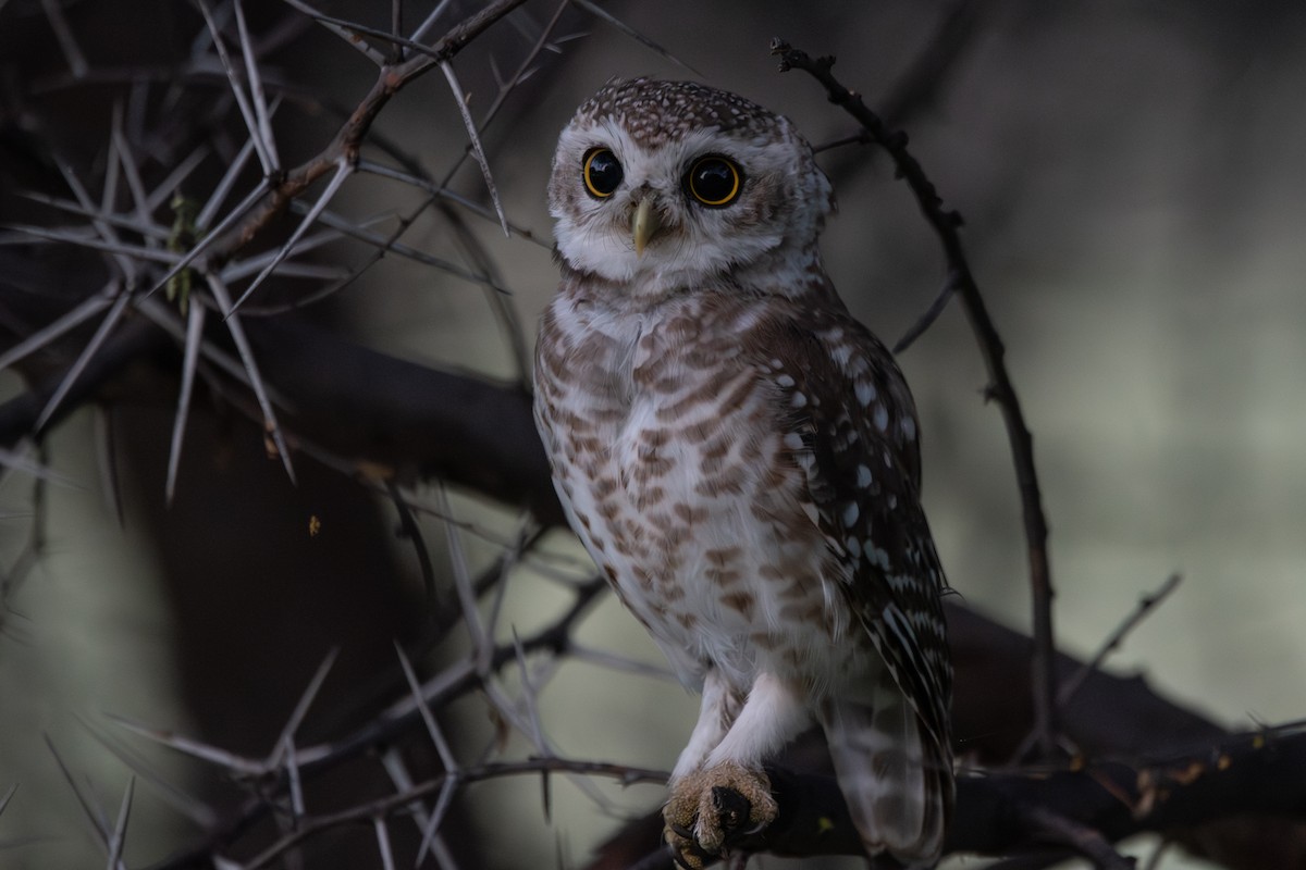 Spotted Owlet - ML642403056
