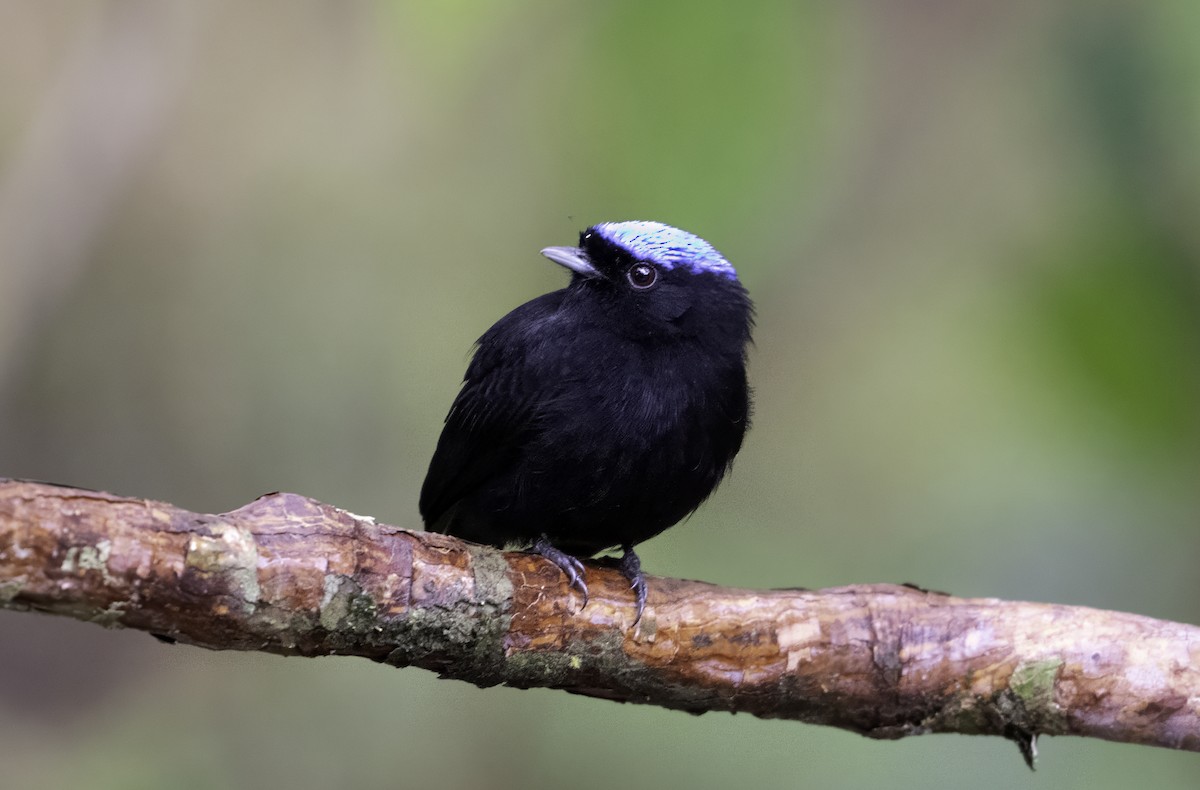 Velvety Manakin - ML642403061