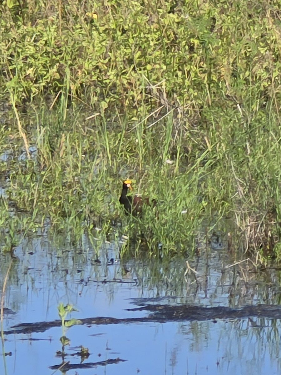 Northern Jacana - ML642403081