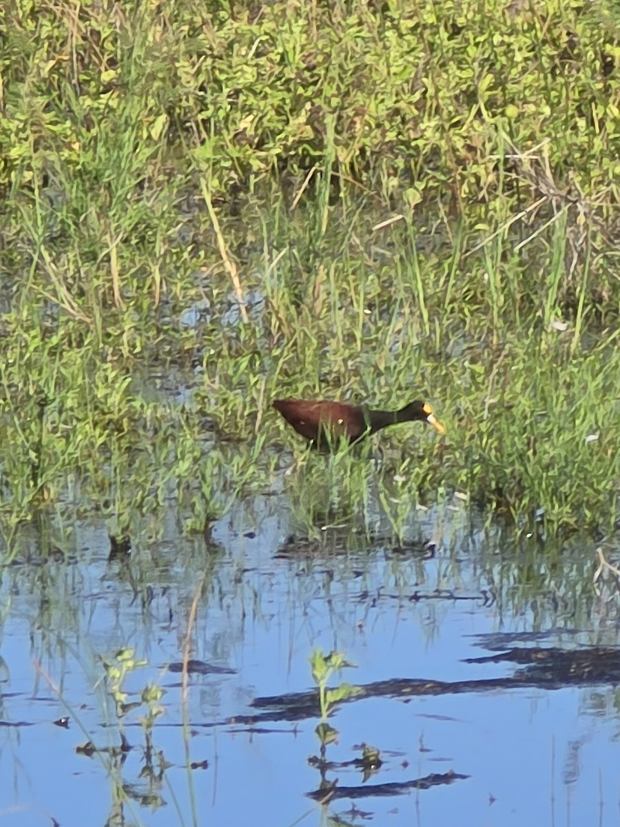 Northern Jacana - ML642403082