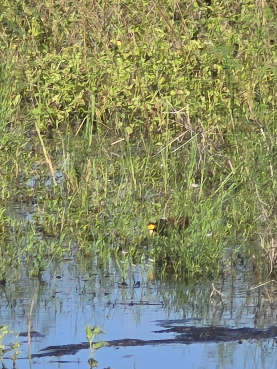 Northern Jacana - ML642403083