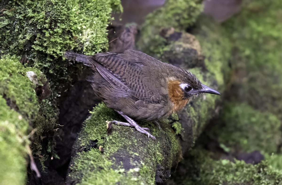 Song Wren - ML642403107