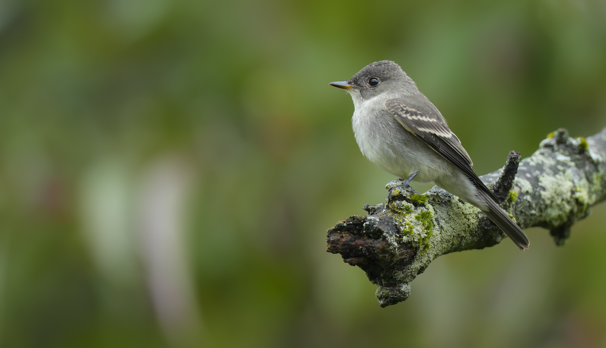 Eastern Wood-Pewee - ML642403119