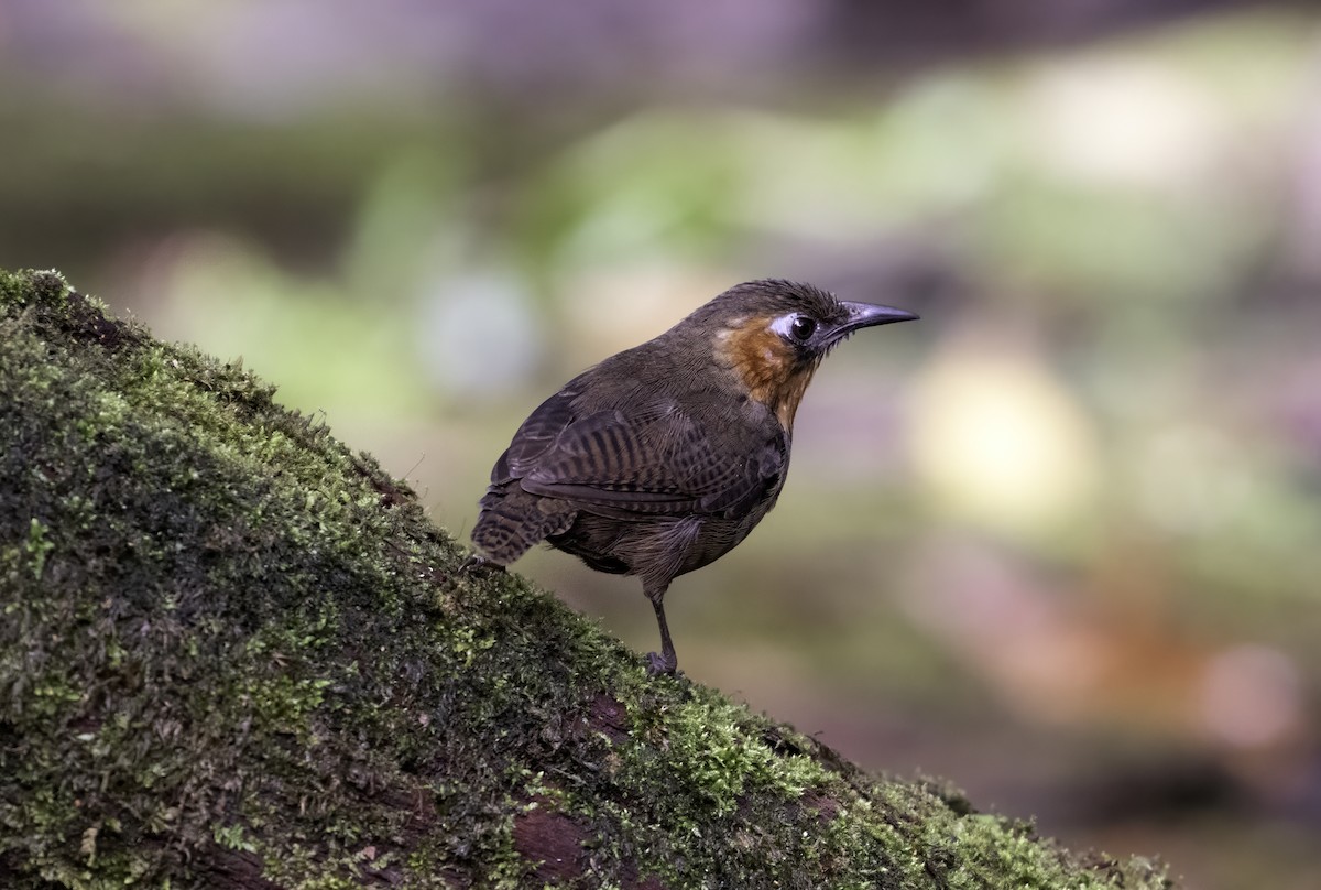 Song Wren - ML642403138