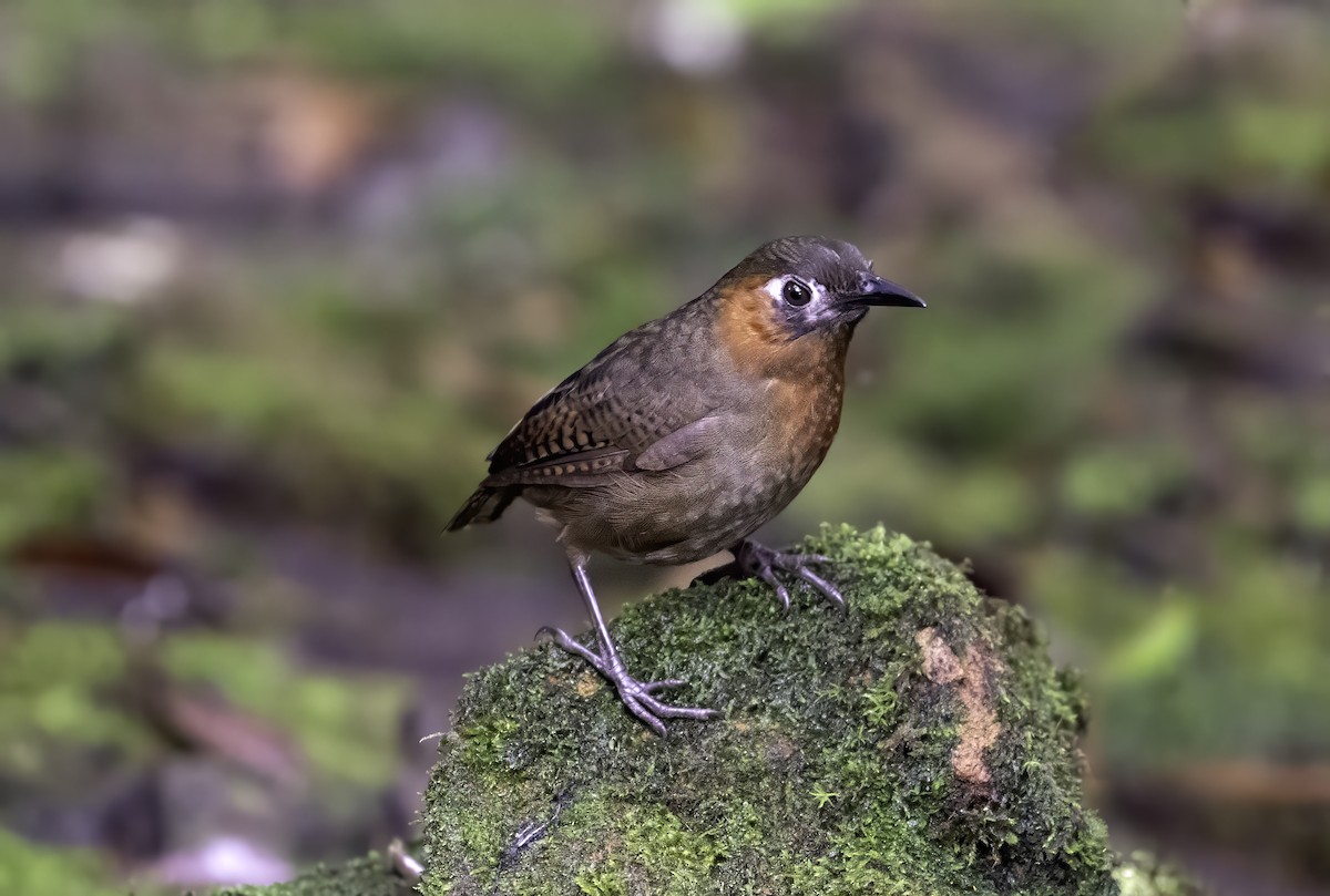 Song Wren - ML642403145