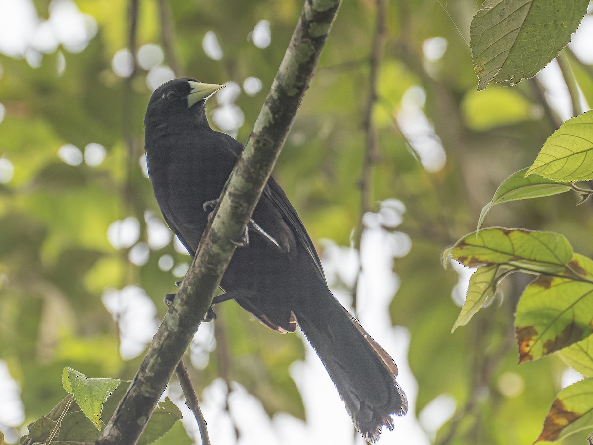 Solitary Black Cacique - ML642403149