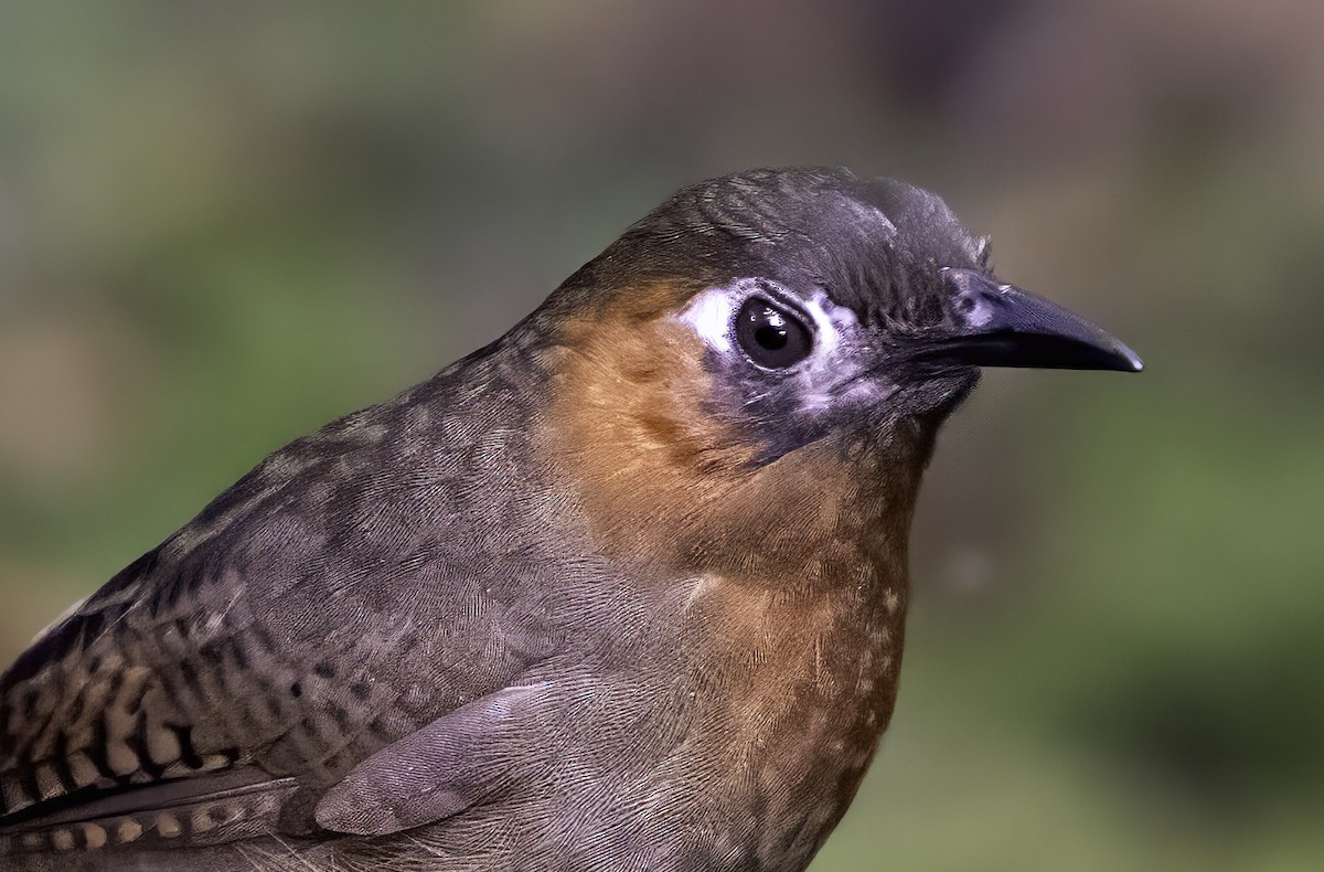 Song Wren - ML642403154