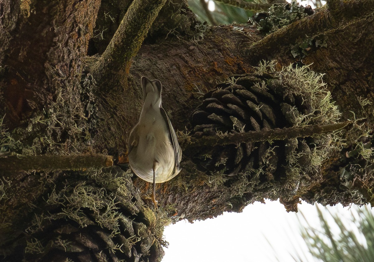 Blackpoll Warbler - ML642403174