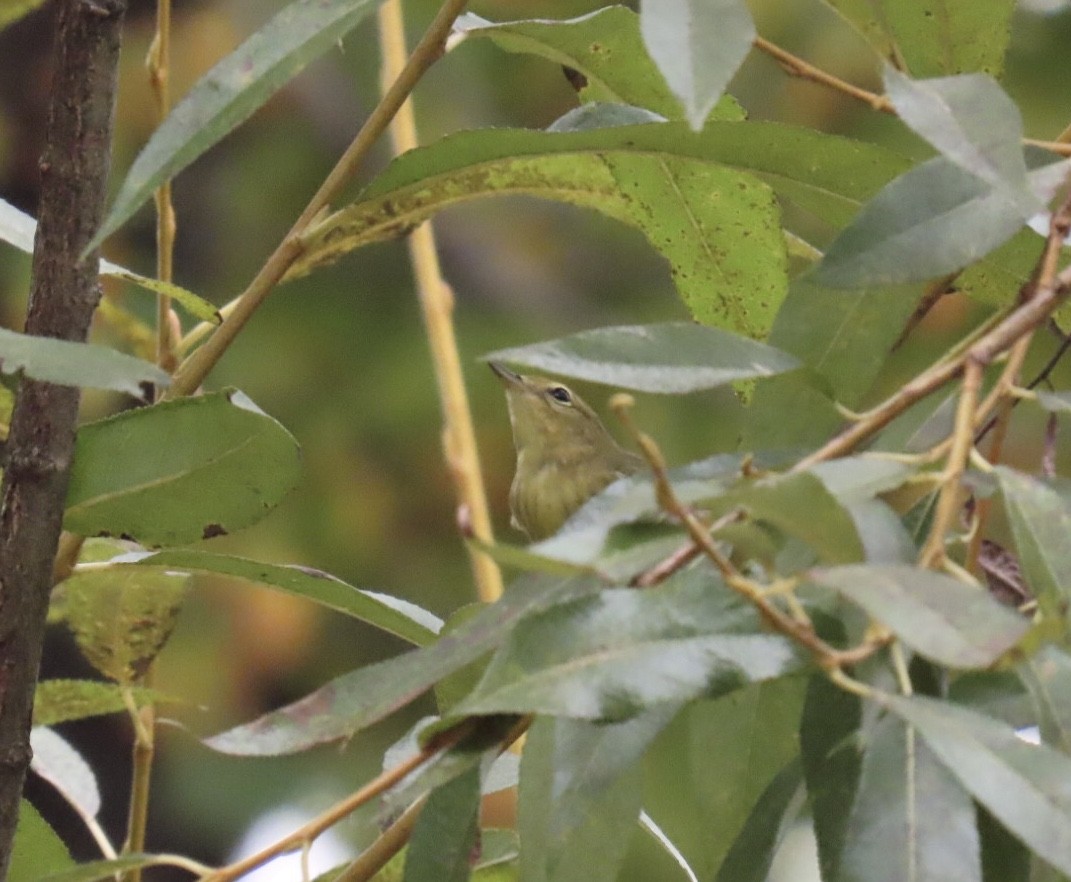 Blackpoll Warbler - ML642403195