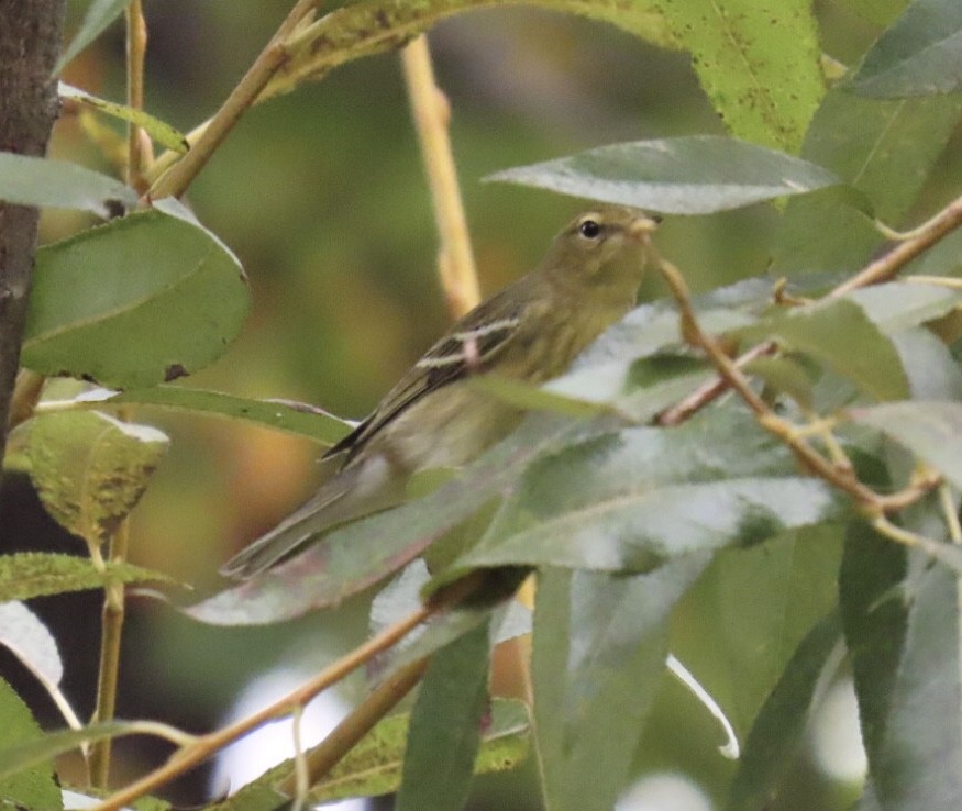 Blackpoll Warbler - ML642403196