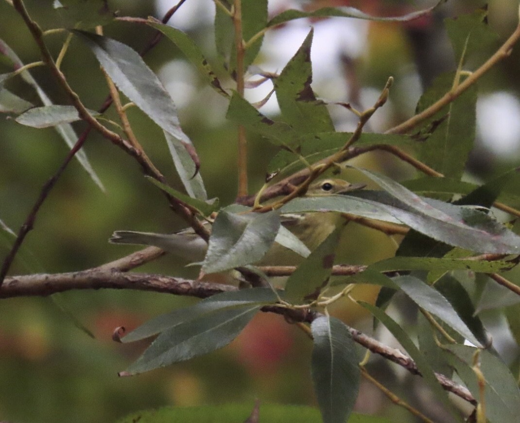 Blackpoll Warbler - ML642403197