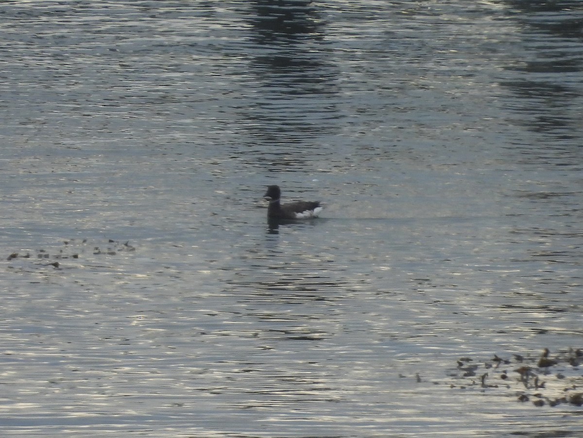 Brant - ML642403220
