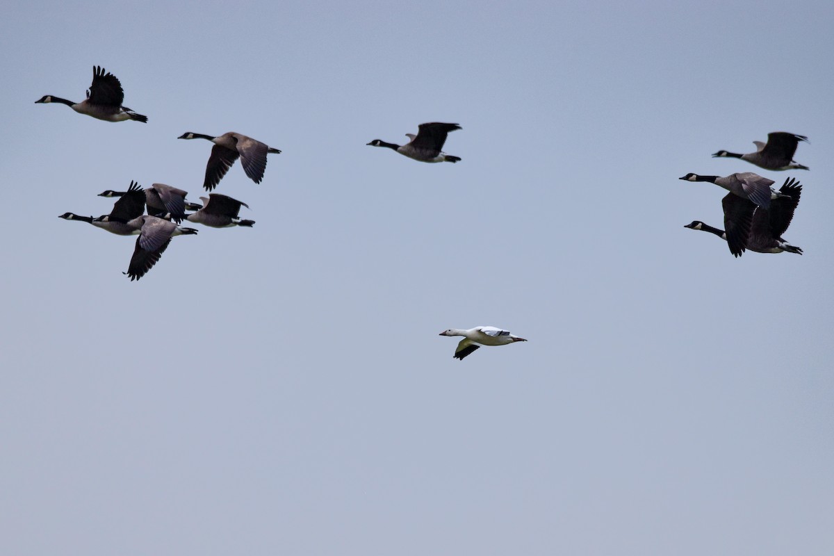 Snow Goose - ML642403226