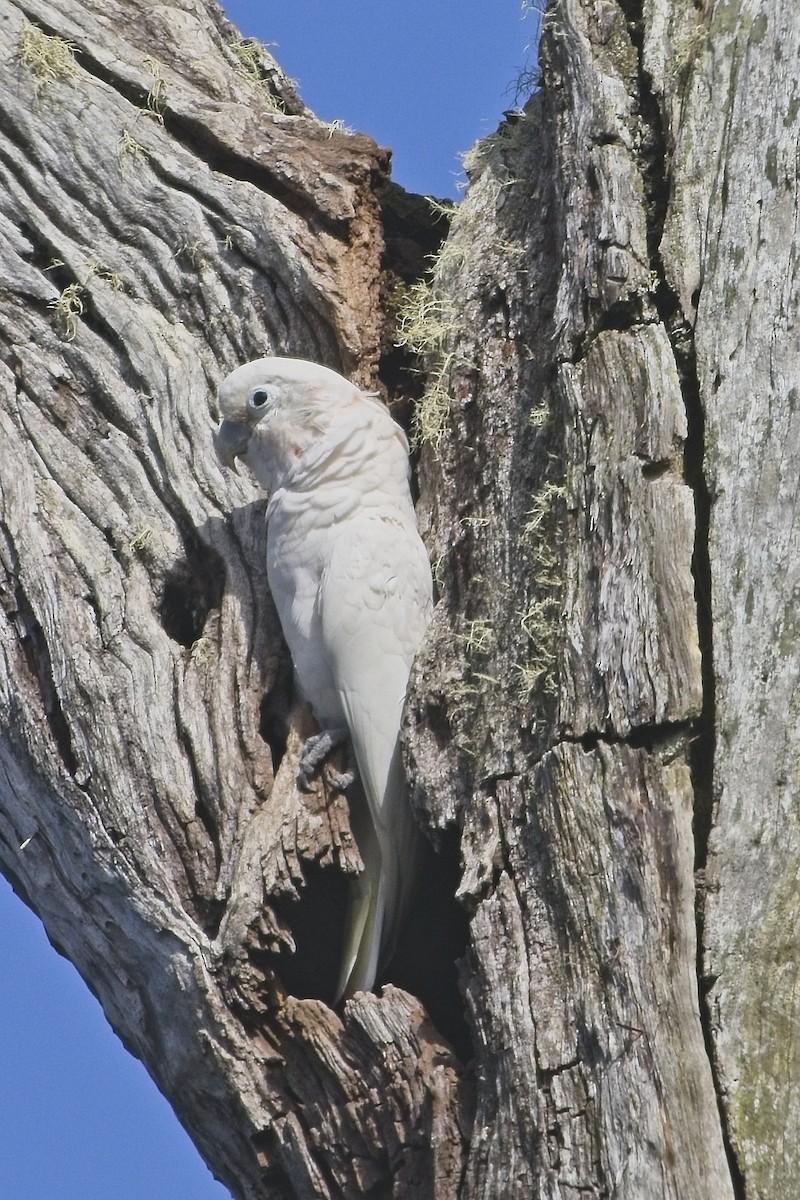 Tanimbar Corella - ML642403239