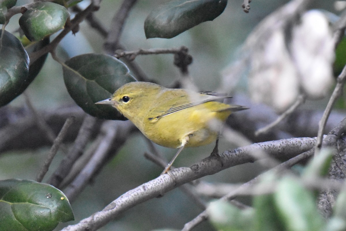 oransjekroneparula - ML642403246