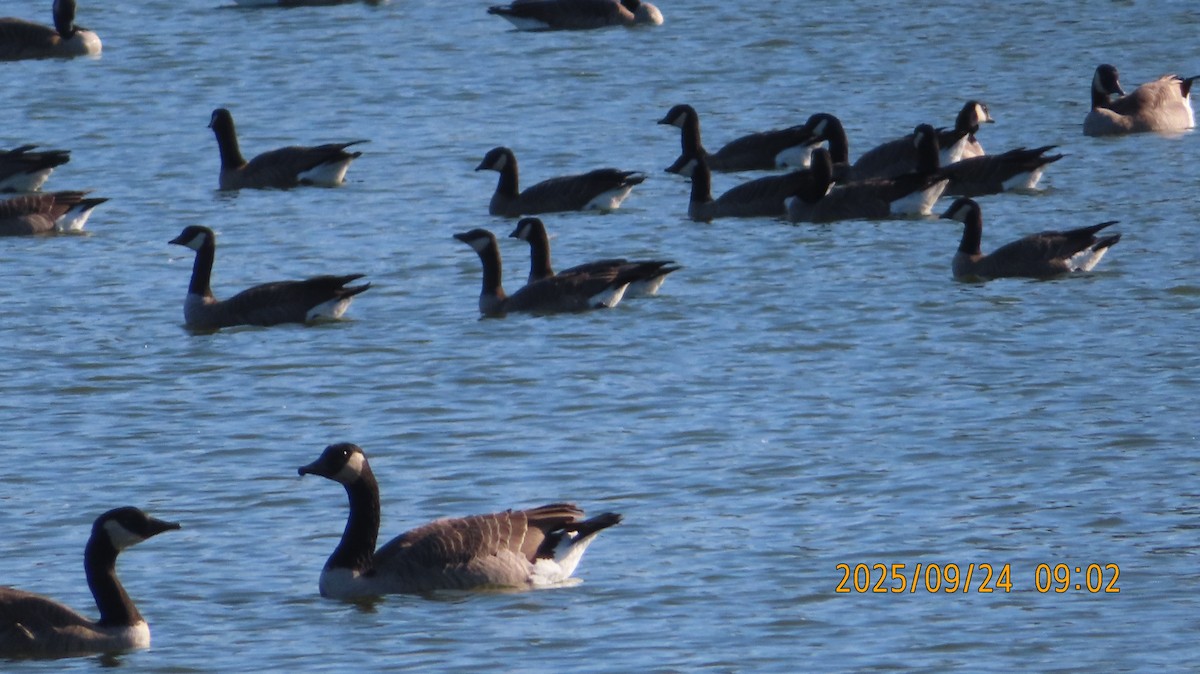 Branta kanadar txikia - ML642403265